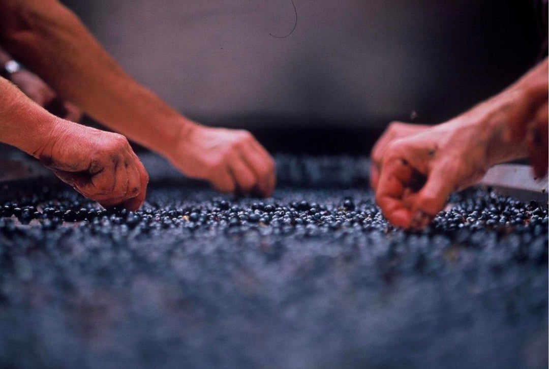 Vol.5 自然派ワインの醸造