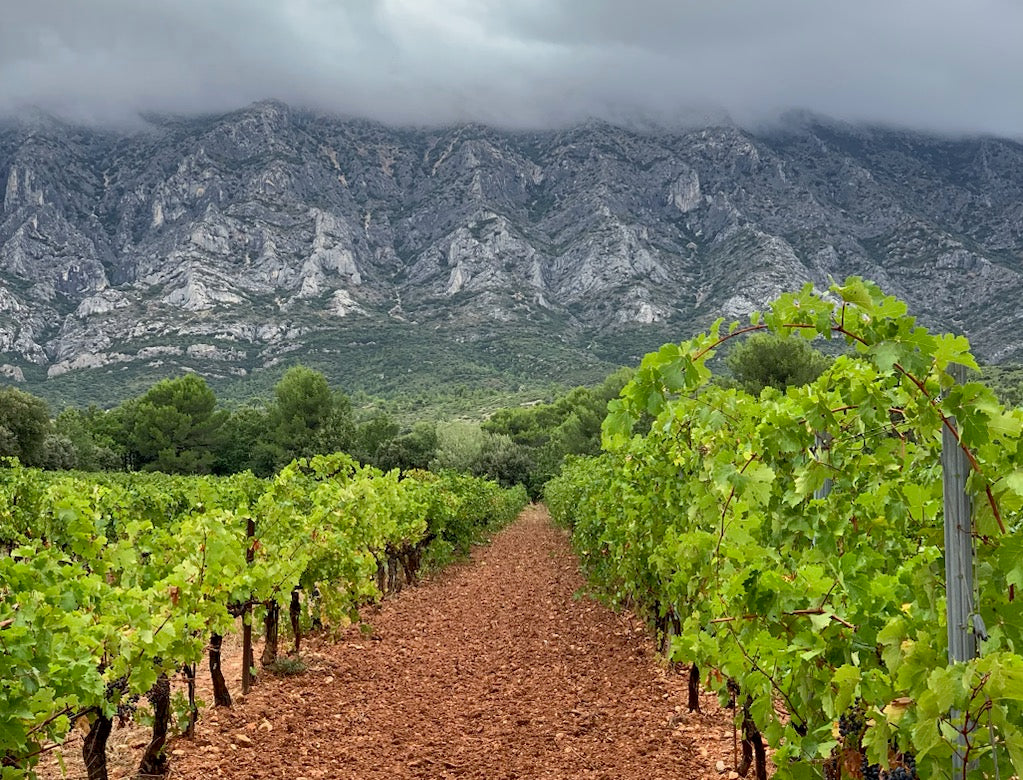 Vol.6 ワインの産地と味わいの関係